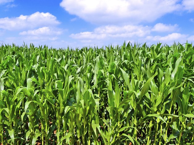 corn field