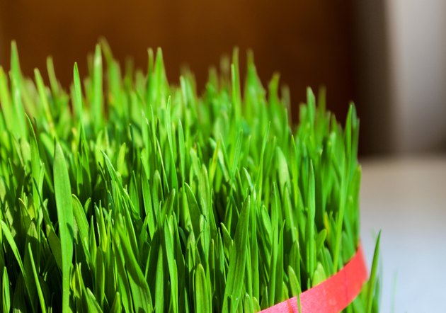 Wheatgrass