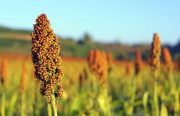 Close up of sorghum in morning sun light.