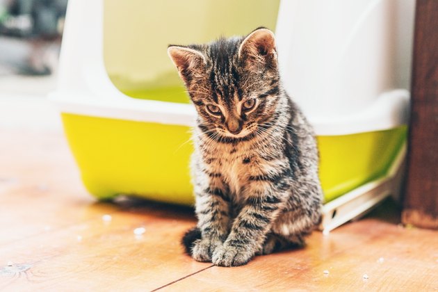 Sleepy pensive little tabby kitten