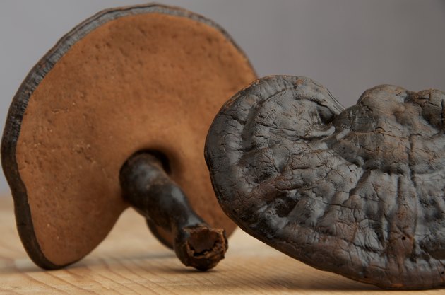Reishi mushrooms
