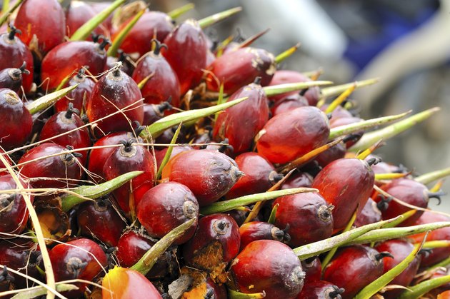 Oil palm fruits