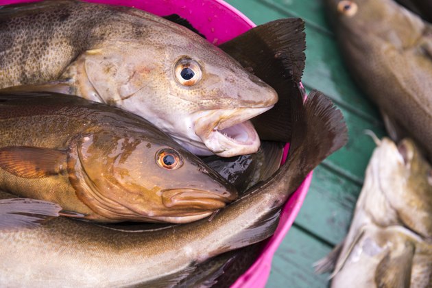 Fresh catch cod on boat, ocean and sea fishing, Iceland