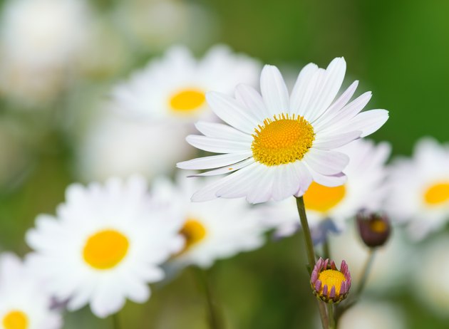 White daisy flowers (camomile) blooming on meadow