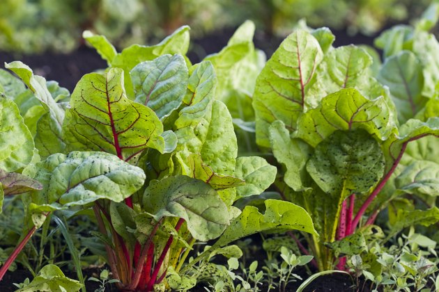 Organic Rainbow Chard