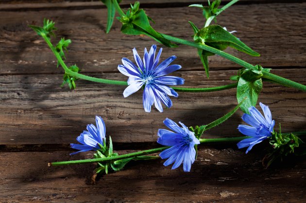 Blossoms of chicory