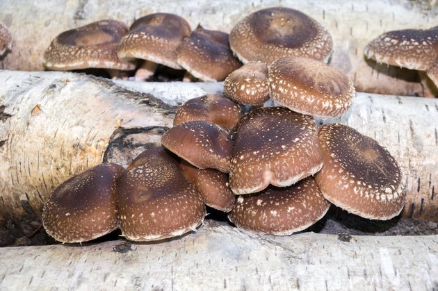 Shiitake mushrooms