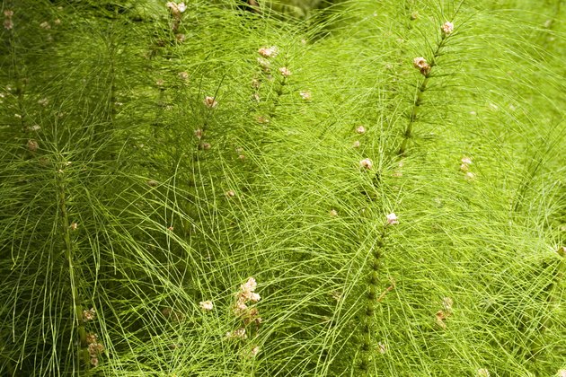 equisetum hyemale