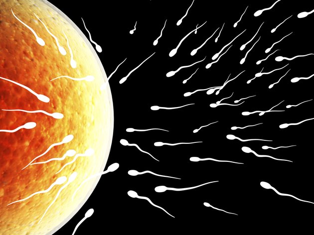 Spermatozoons, floating to ovule