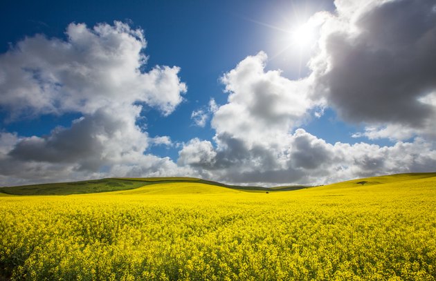 Rural Sun Burst