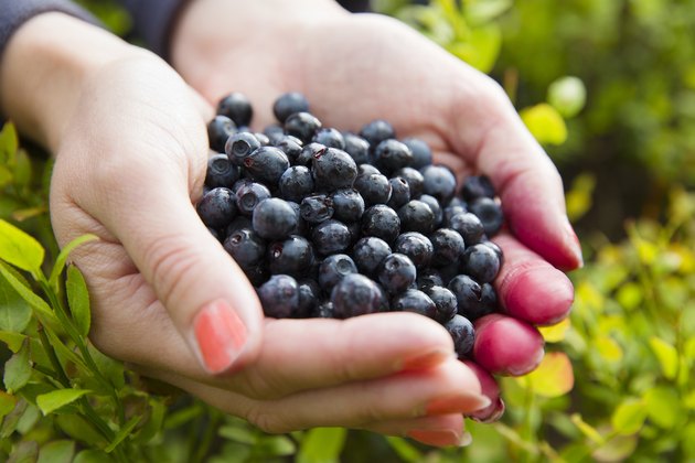 Woman picking healthy blueberries in the woods