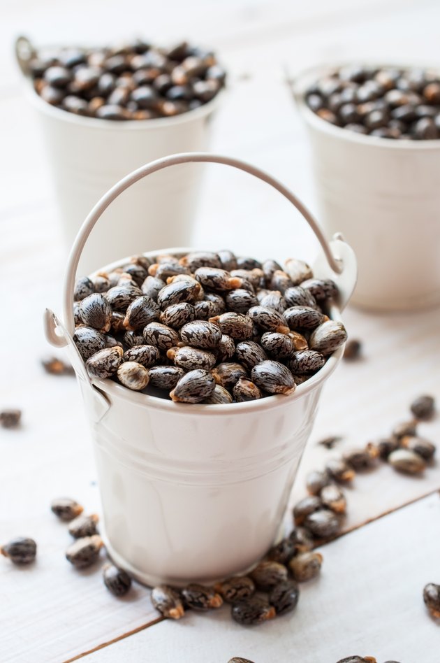 Castor oil seeds-ricinus communis