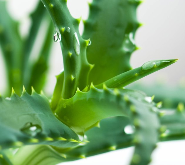 Aloe Vera