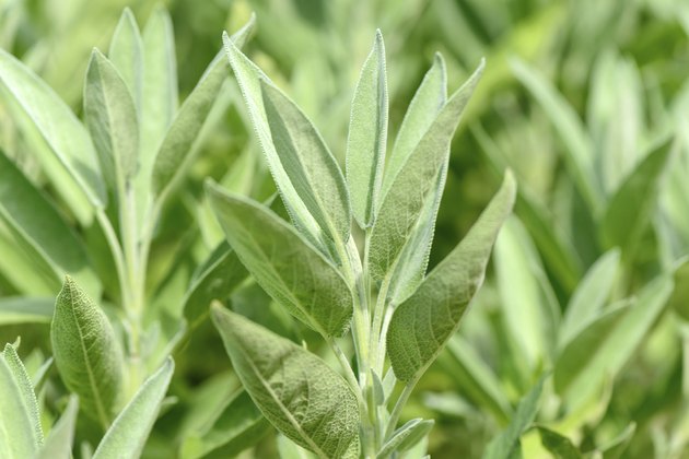 Clary Sage