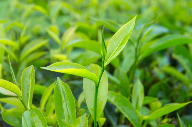 Beautiful freshly picked green tea leaves