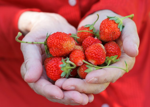 Harvesting strawberry