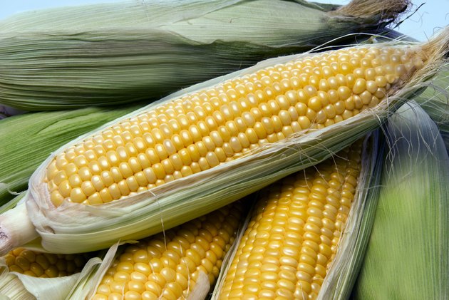 玉米棒上的玉米从农场里新鲜出来