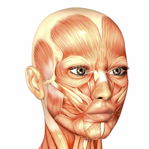 Illustration of the anatomy of a female human face