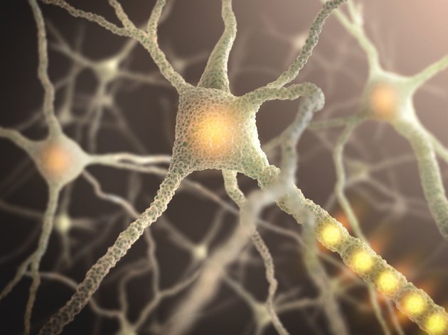 Nerve Cell