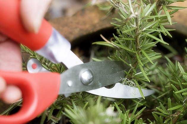 How to Cut Fresh Rosemary | Livestrong.com