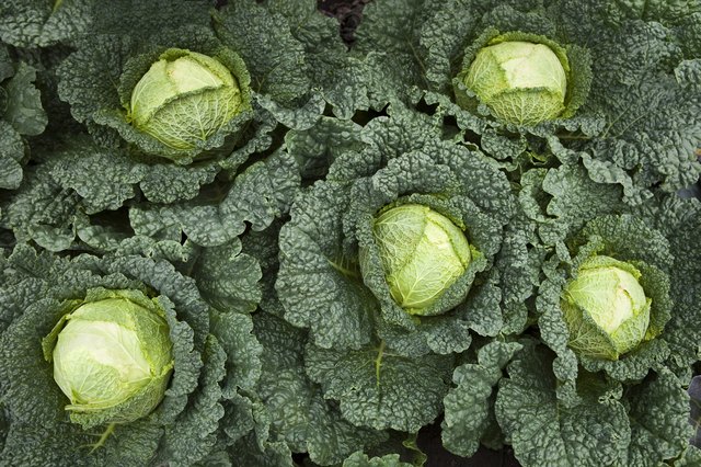 Group of Green Kales Seen From Above