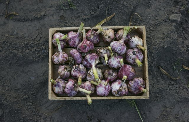 food-poisoning-from-garlic-livestrong