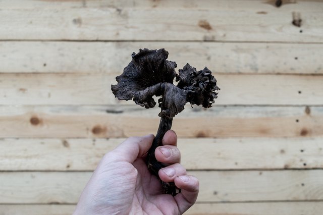 One fresh delikatessen black Chanterelle