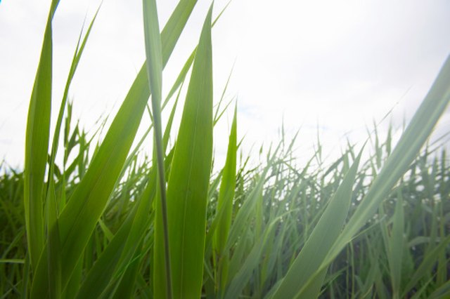 Effect Of Salt Water On Plants