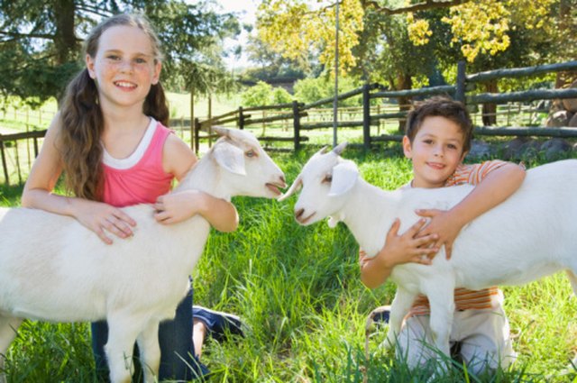 Goat s Milk Formula For Babies Livestrong