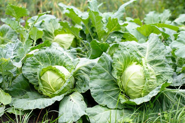 benefits-and-side-effects-of-cabbage-juice-livestrong