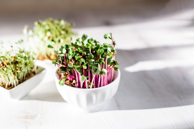 bean sprouts while pregnant bean sprouts while pregnant