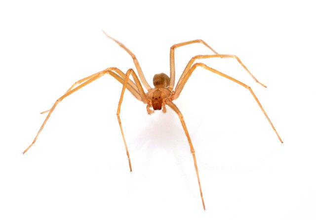 First Stages of Brown Recluse Bites | Livestrong.com
