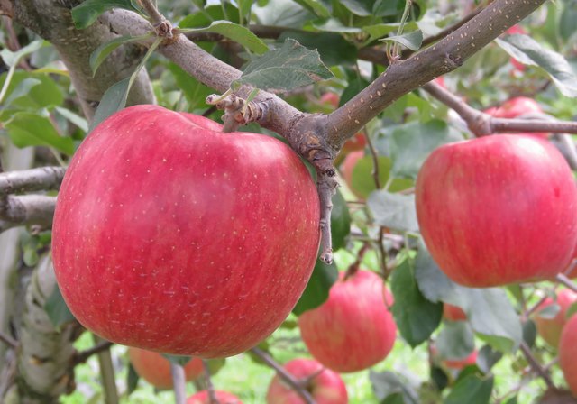 green apple lower blood pressure