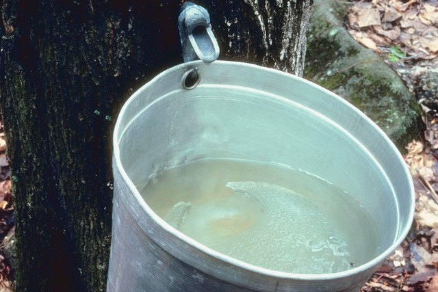 Container on a maple tree