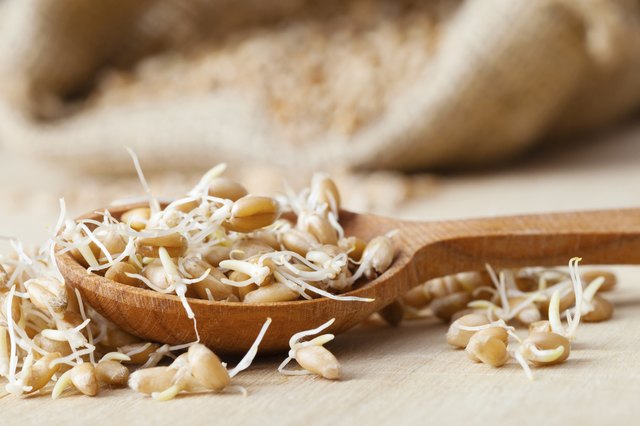 wheat sprouts in wooden spoon