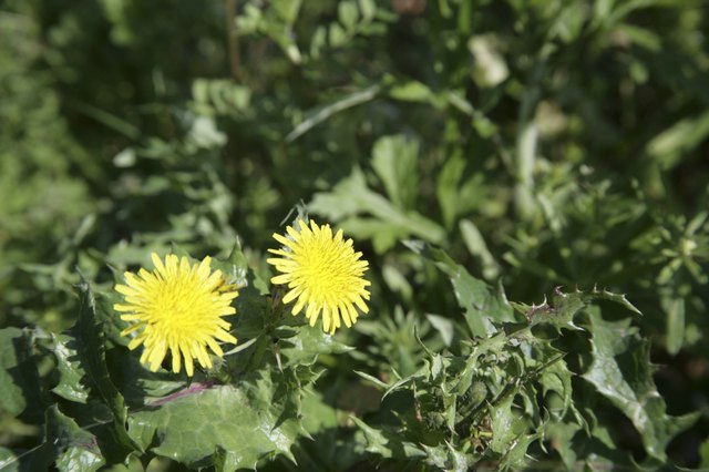Dandelions