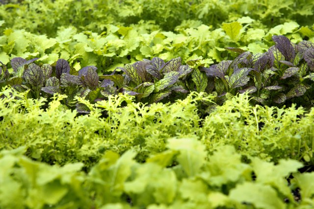 Rows of Young, Fresh Mustard Greens