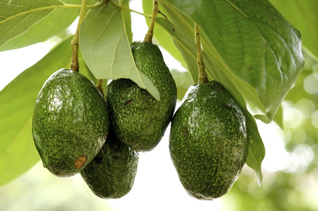Avocado on the tree