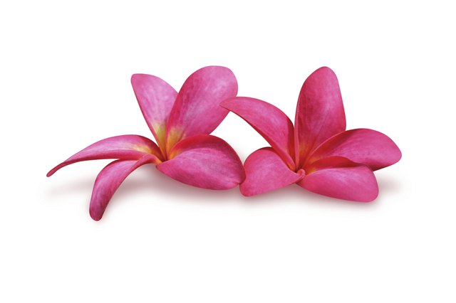 Two frangipani (plumeria)