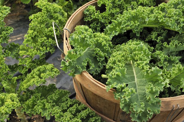 Harvesting Kale