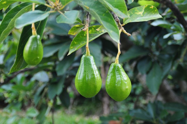 Avocado tree.