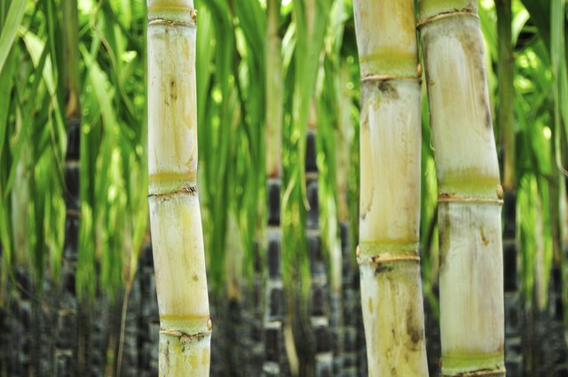 What Are The Health Benefits Of Sugarcane