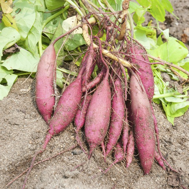 Dried Sweet Potato Nutrition | Livestrong.com