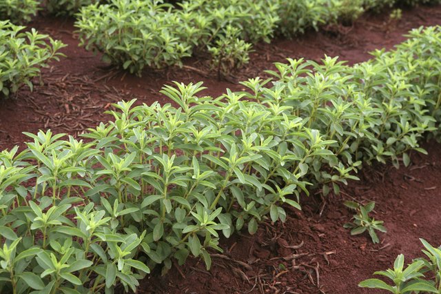 stevia