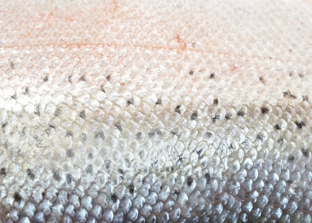 Salmon scales