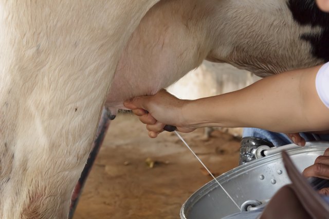 Workers are milking the cows