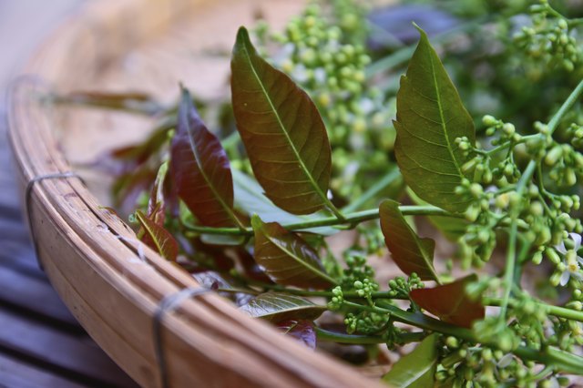 close-up Neem leaves and flowers
