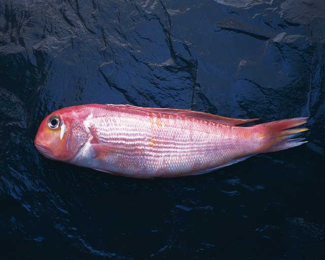 Tilefish on black surface, side view