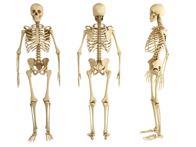 Why Are Bones Important to the Body? | Livestrong.com