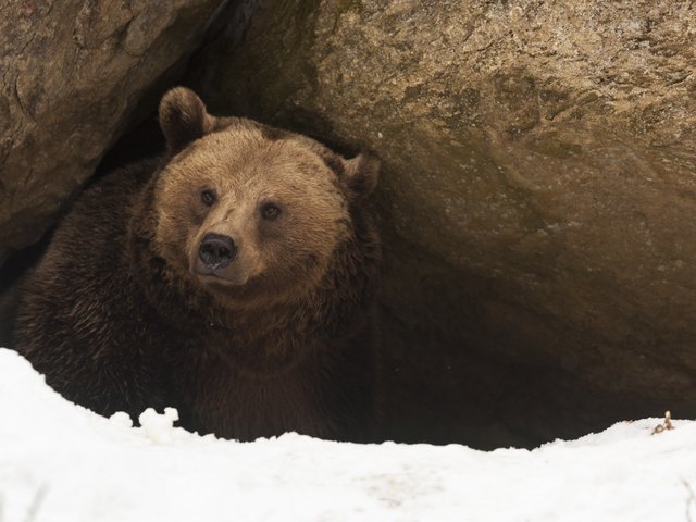 Grizzly bear have a look out of his cave